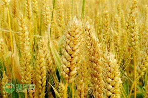 田趣小麦胚芽980克价格多少?