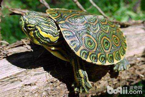 教你如何喂养巴西龟,巴西龟为什么春天不吃东西