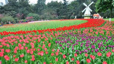 重庆的花卉园地址在哪