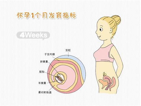 孕妇5个月注意事项