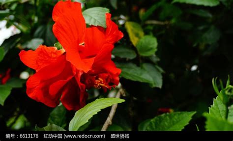 跪求:大红花的图样