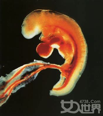 胎儿的心脏何时开始发育