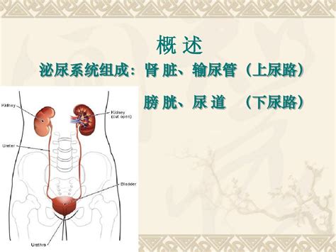 宝宝尿路感染的症状有哪些