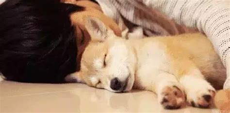 狗狗为什么喜欢睡在人旁边,冬天狗狗为什么要跟着人睡