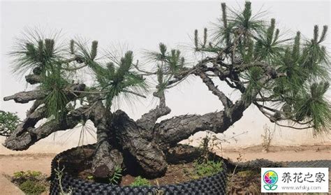 下山桩种植用生根水或生根粉好