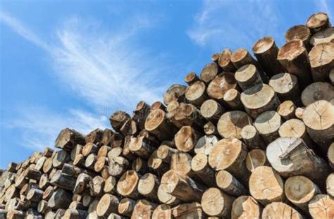 喜之林家具是什么木材,探寻山东实木家具制造痛点