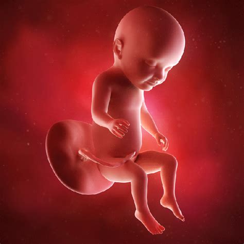 1到10周胎儿发育全过程