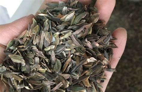 紫花苜蓿和黑麥草種子多少錢一公斤