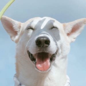 逗比朋友圈图（经典103段）