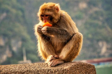 猴子爱吃什么