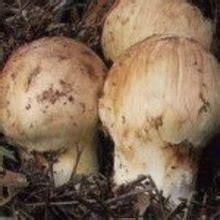 看看松茸的生长过程 松茸蘑菇采集