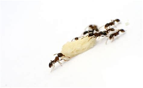装修时怎么预防蚂蚁,低密度脂蛋白胆固醇偏高怎么办