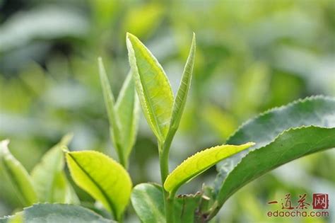 大叶茶减肥效果怎么样,普洱茶减肥效果好吗