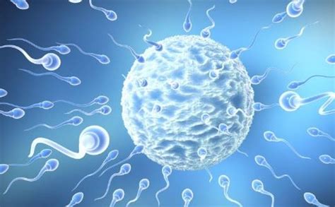 怀孕时期胎儿的发育过程是怎样的