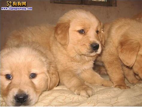 只要30元一只的中华田园幼犬,金毛犬多少钱一只幼崽