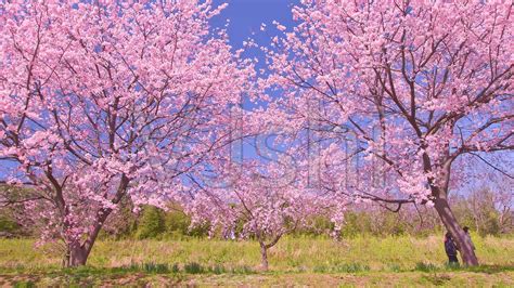 日本的樱花长在什么树上?