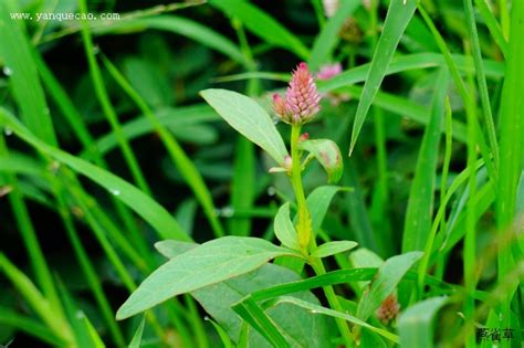 有谁知道一种植物叫“青香子”的是什么东东约?