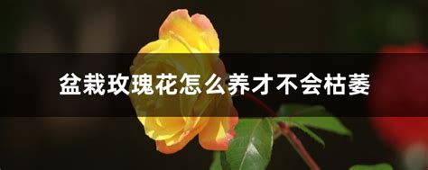 玫瑰花苗怎么养才不会枯萎