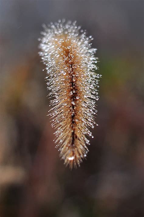 狗尾巴草-植物作文400字（共计8则）