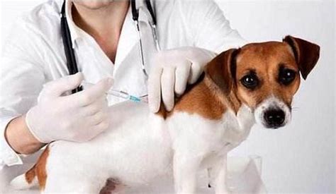 狗狗得了犬腺病毒治的好吗,犬腺病毒2型恢复怎么看