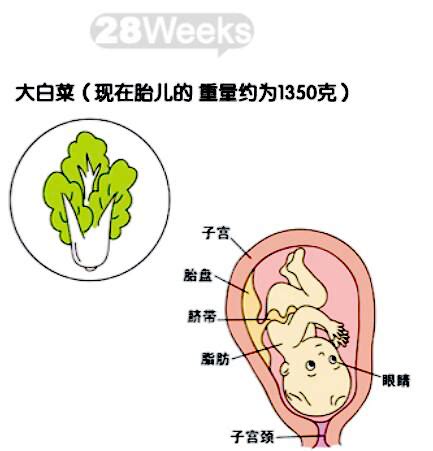孕妇十月怀胎的身体变化过程