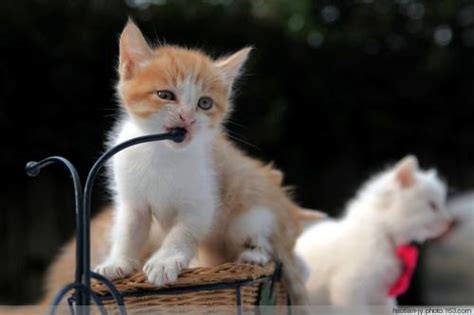 猫粮给幼猫一般吃多少合适,40天小猫一次吃多少猫粮
