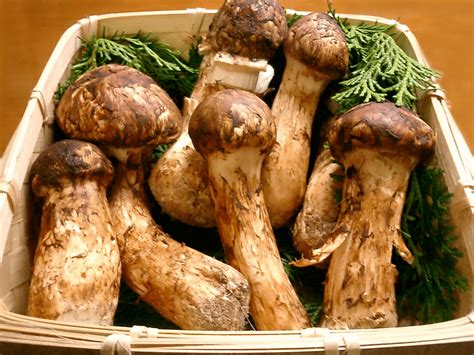 美丽又美味的菌菇 松茸菌菇是什么