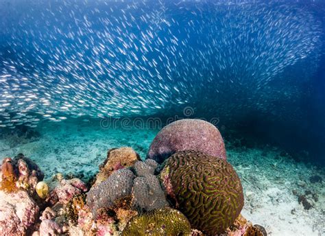 什么是有机沙丁珊瑚,沙丁珊瑚的特征及优缺点