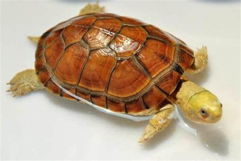 怎样快速分辨南石和北石龟苗,黄喉拟水龟怎么辨别