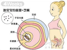 怀孕五个月的症状及胎儿发育