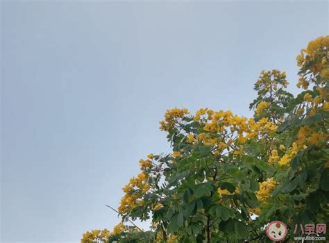 踏青的说说心情的句子【合计117条】