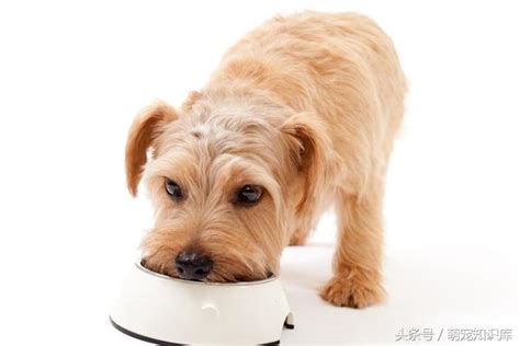狗粮闻起来为什么是酸的,为什么狗粮闻起来很酸