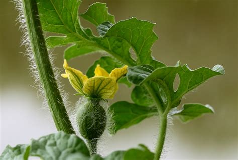 西瓜花式怎么区分雄花和雌花的
