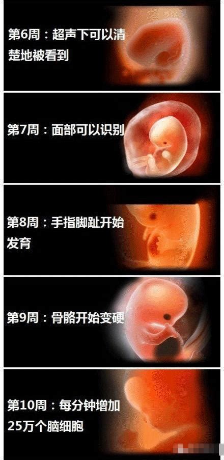 孕妇胎儿每月每周各阶段发育图片