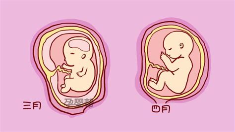 胎儿发育过程41周每周图解