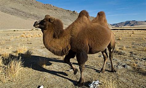 沙漠骆驼救援怎么玩,唱沙漠骆驼怎么玩
