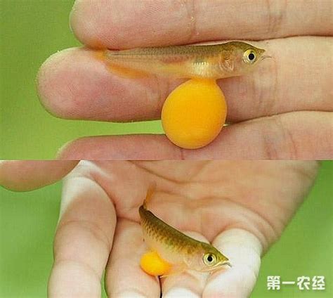 生出来的小鱼吃什么,刚生的小鱼吃什么张的快