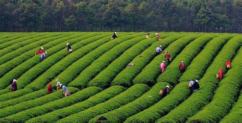 今年宜兴市25个高龄小区,宜兴阳羡茶属于什么茶