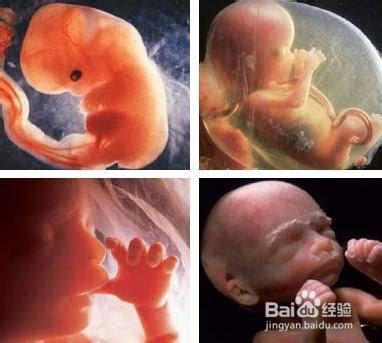 五个月大的胎儿照片