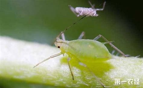 花上有讶虫怎么生物防治