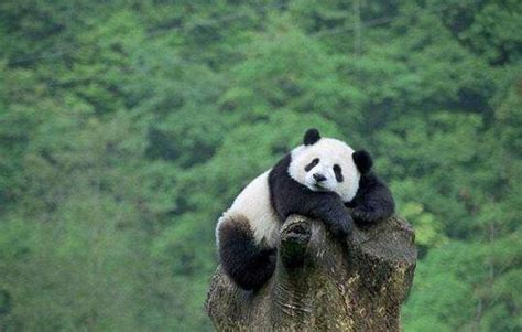 一只大熊猫的自我介绍-状物作文300字(共计6则)