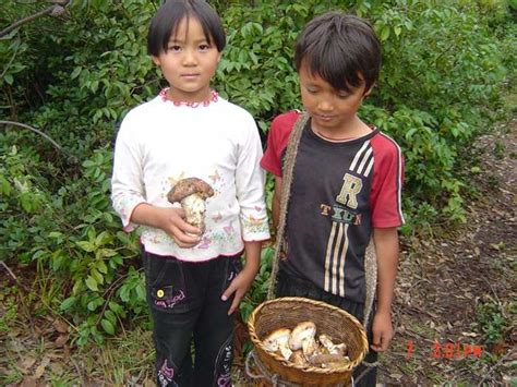 丽江美食野生... 菌临天下野生松茸