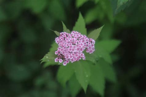 这是什么花?(有图片)