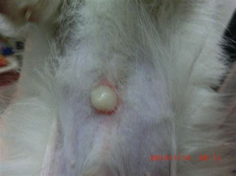 小狗肚子上有黑斑不是皮肤病别乱抹药,狗狗肚子上有好多红点点是怎么回事