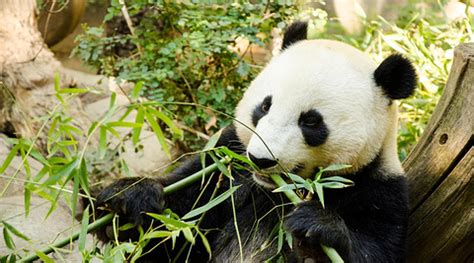 兄弟俩怒杀大熊猫,中国熊猫2怎么过