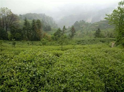 茶叶适合什么温度生长,北川适合什么茶叶生长