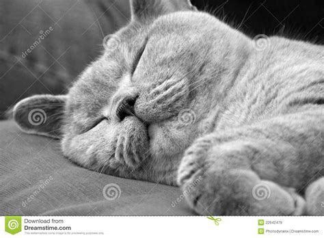 猫的睡眠一天多少小时,猫一天睡多少小时的觉