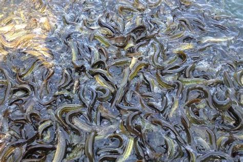 2018年泥鳅养殖成本投入分析,泥鳅养殖成本是多少