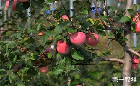 苹果树全年管理技术