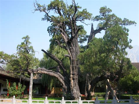 古树存活树树龄是多少,重庆最老古树树龄达1000年